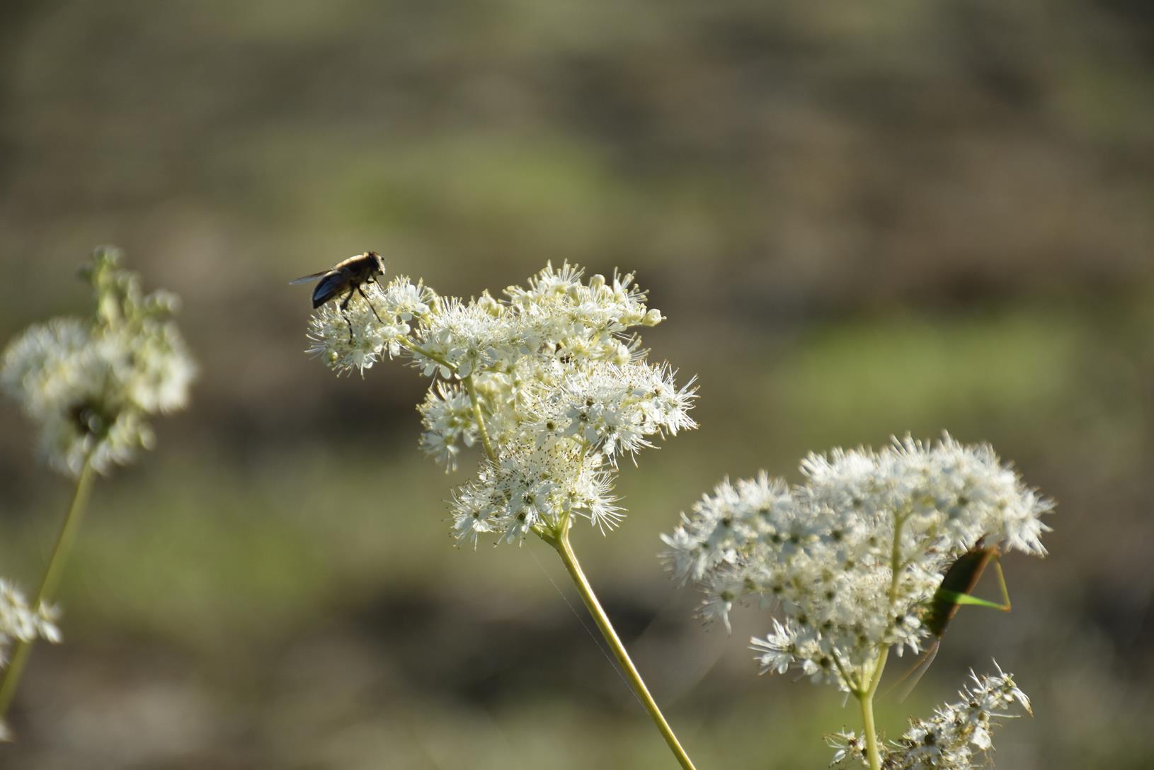 Pollinisateur sur reine des prés en fleur