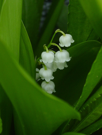 muguet