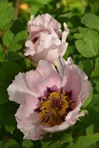 Sourcing végétal cosmétique Bouture.org Île-de-France