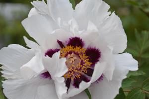 Pivoine arbustive blanche à cœur violet jardin Bouture.org