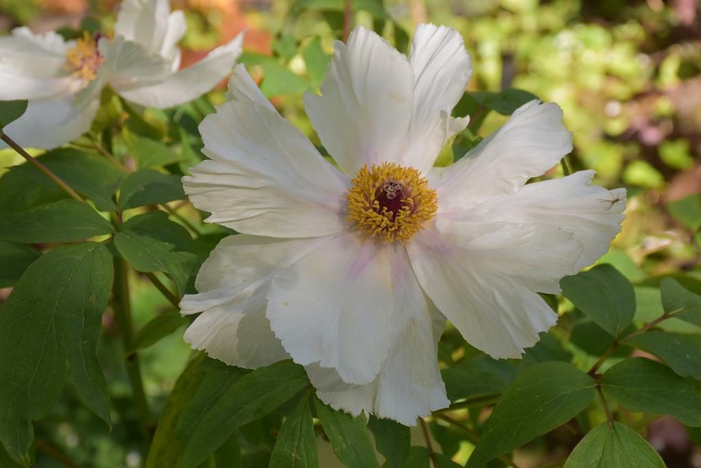 Pivoine arbustive blanche sourcing cosmétique Bouture.org
