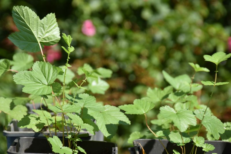 Plants de reine des prés en godets — Bouture.org