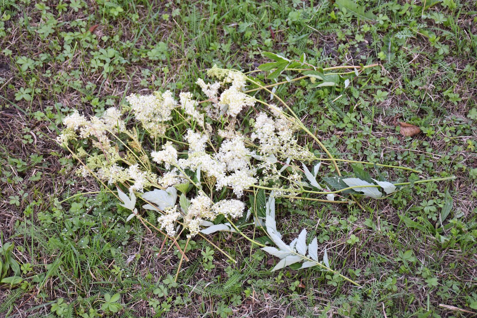 Récolte reine des prés jardin Bouture.org sourcing végétal