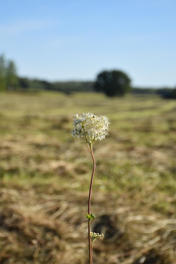 Reine des prés au milieu des prés fauchés — vallée de l