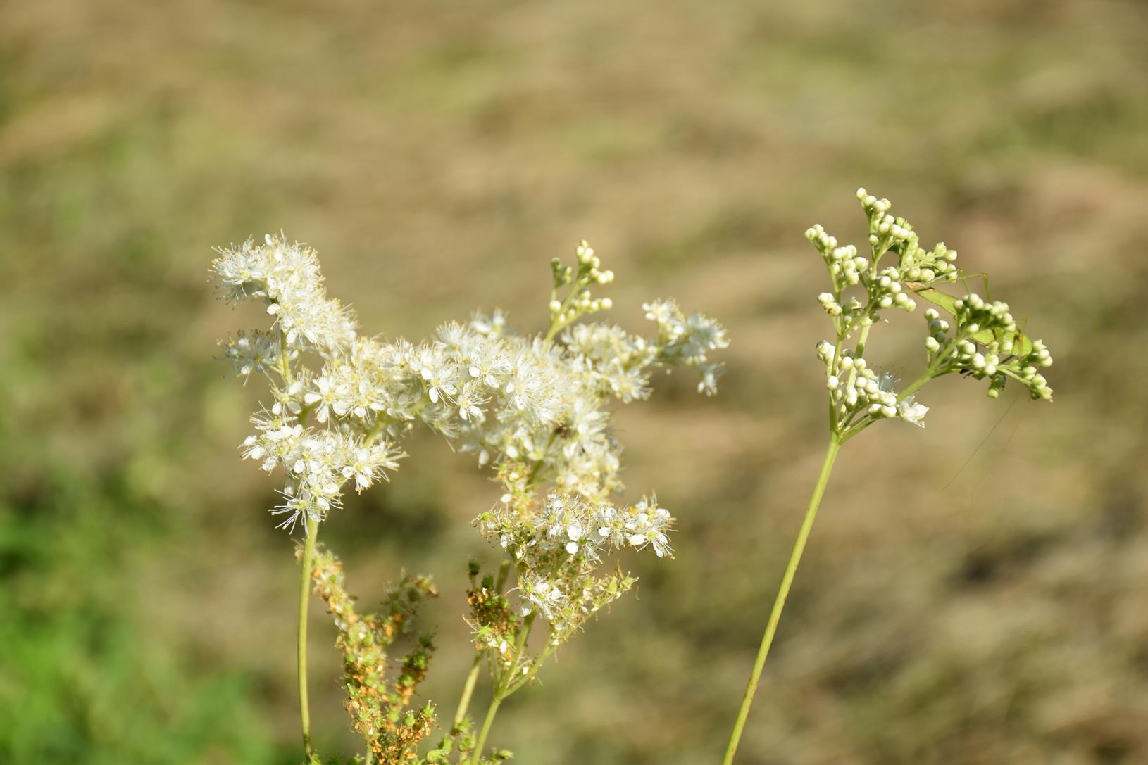 Fleurs de reine des prés — Filipendula ulmaria