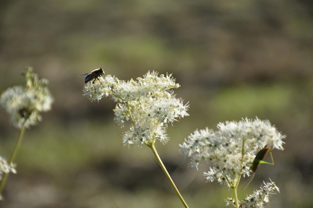 insectes reine des pres