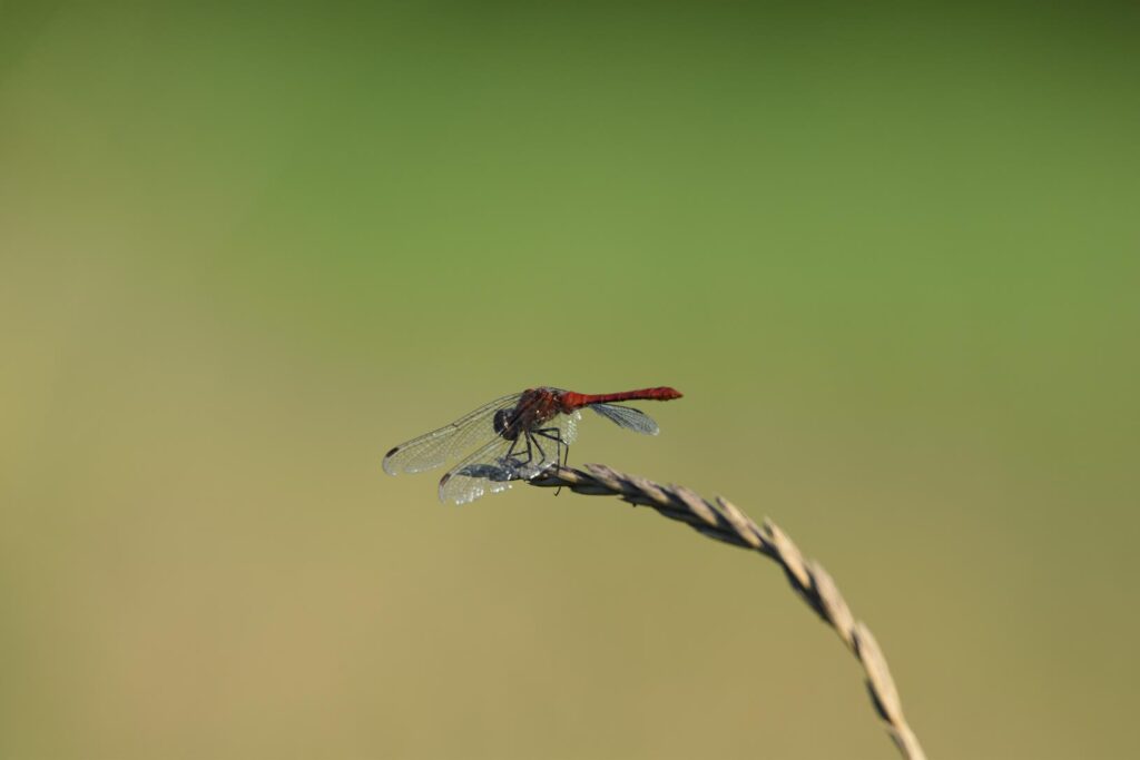 libellule