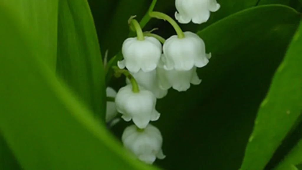 Muguet blanc (Convallaria majalis) en fleurs - clochettes blanches du 1er mai