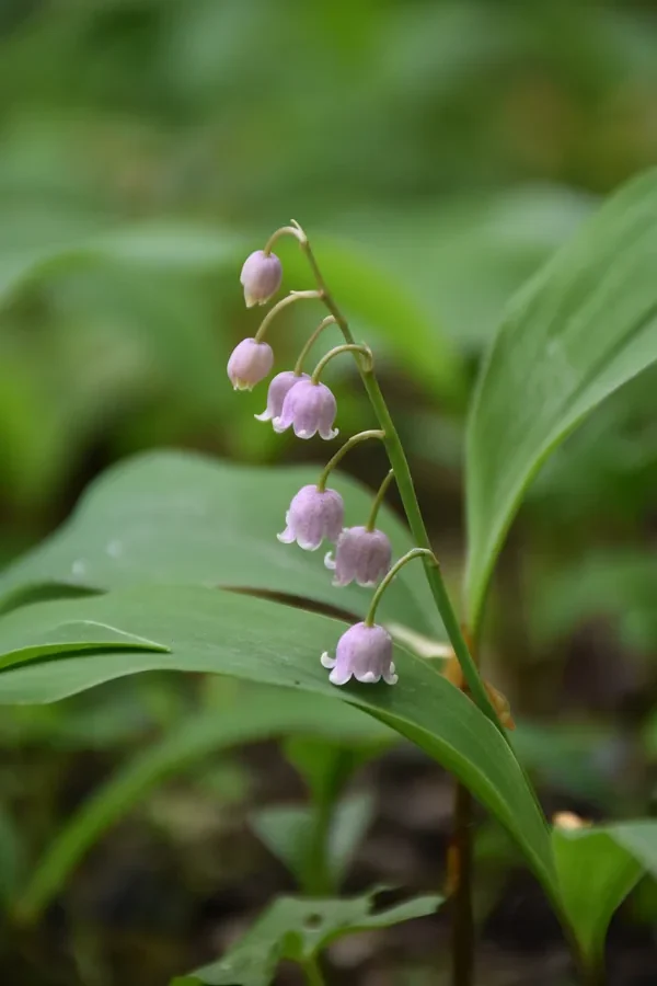Gros plan sur les clochettes roses du muguet Convallaria majalis Rosea