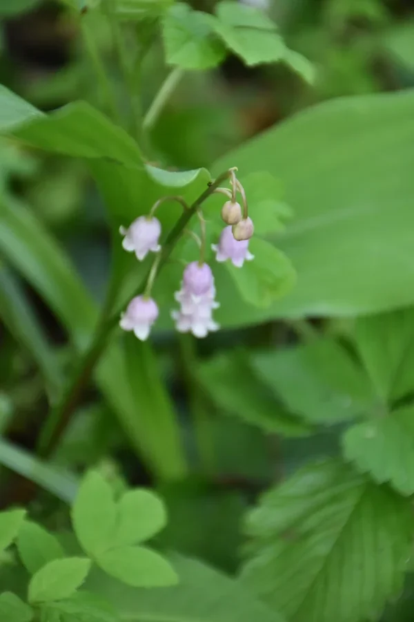 Muguet rose (Convallaria majalis Rosea) - variété rare à clochettes roses
