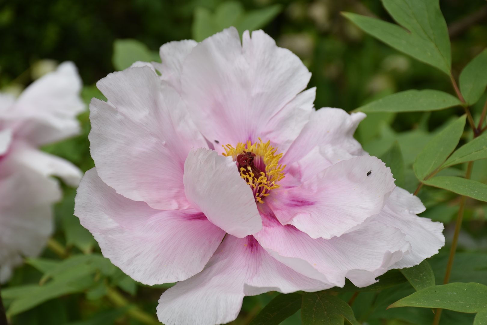 Pivoine arbustive rose pâle — pivoine-bouture2026pw1