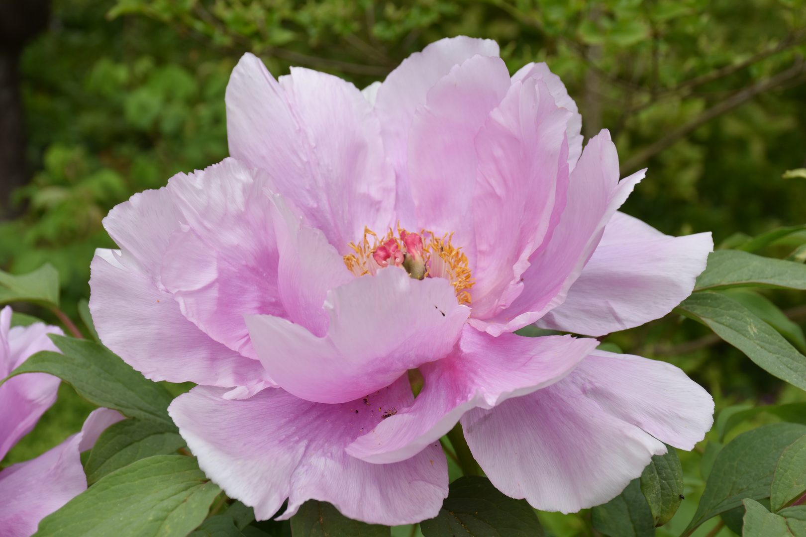 Pivoine arbustive rose vif — pivoine-bouture2026pw2