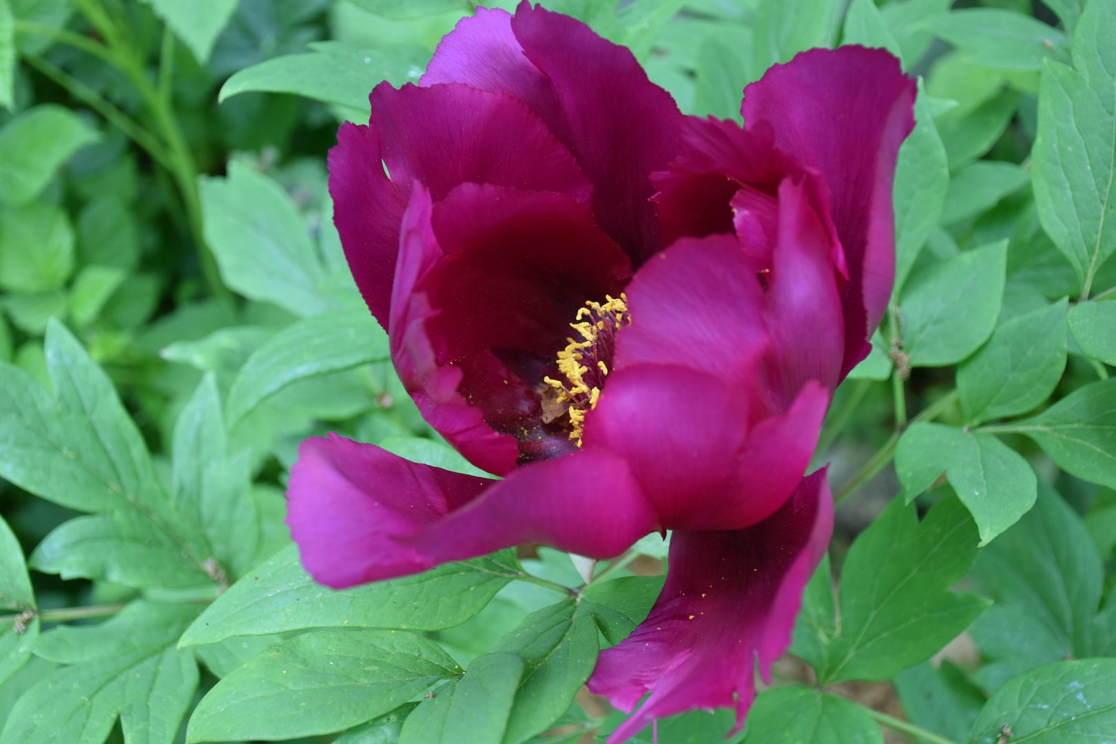 Pivoine arbustive pourpre bordeaux — pivoine-bouture2026pw3