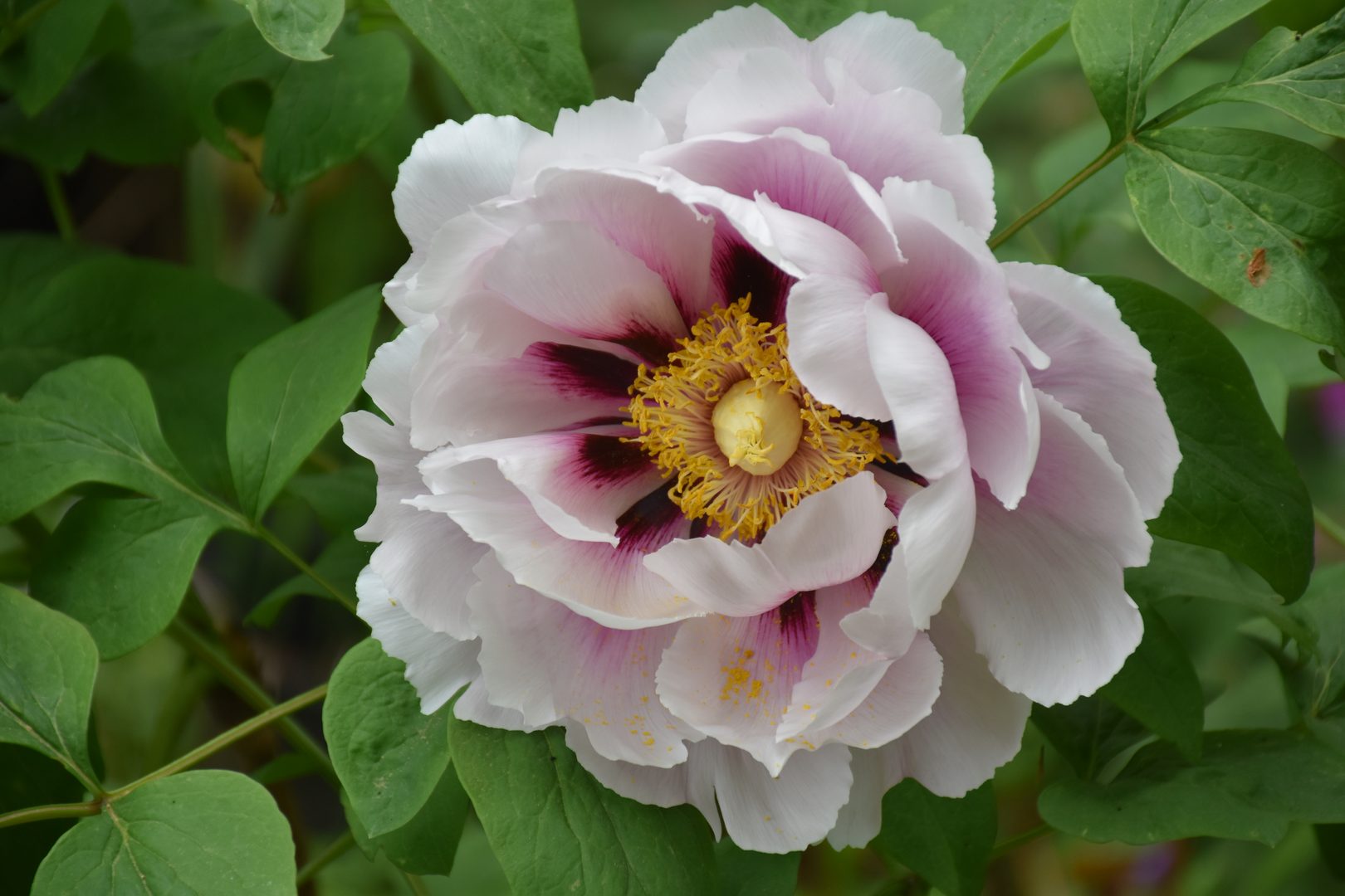 Pivoine arbustive blanche à œil pourpre — collection bouture.org