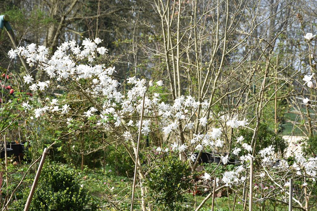 Magnolia stellata en fleurs au jardin Bouture.org