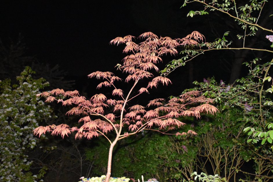 Acer palmatum culture pot balcon terrasse region parisienne Versailles Ile-de-France jardinage urbain