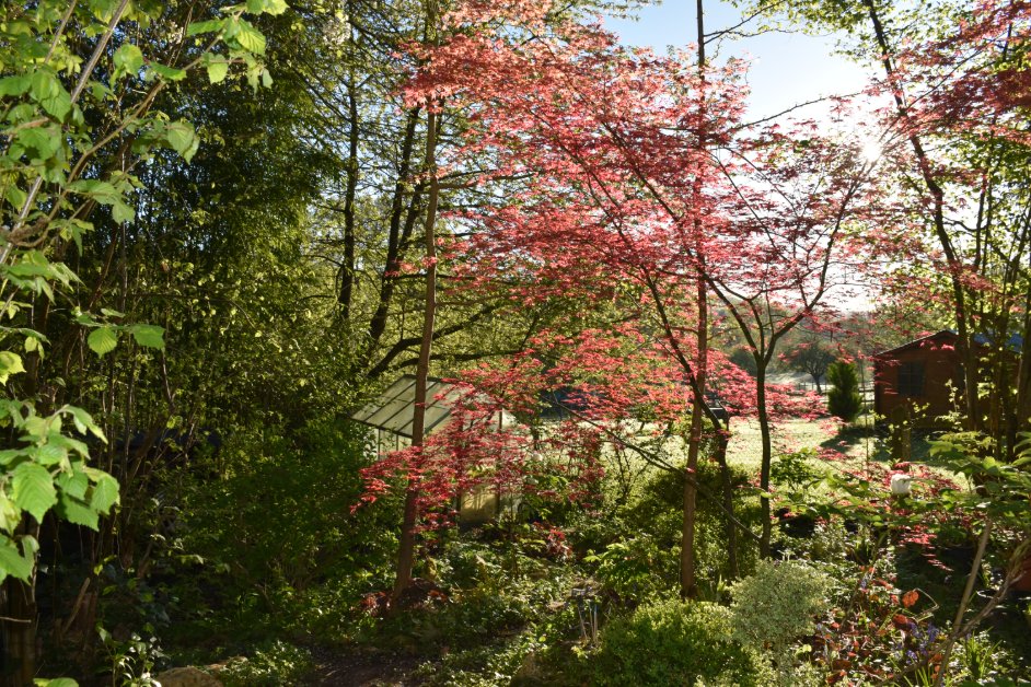 Acer palmatum dissectum feuilles dentees terrasse Paris Grand Parc Versailles jardinage zen