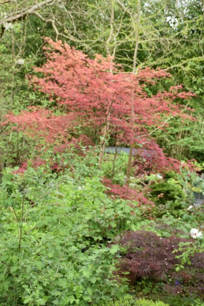 Entretien taille arrosage Acer palmatum balcon terrasse Paris Ile-de-France guide jardinage