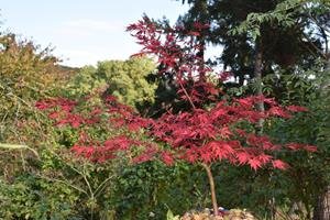 Acer palmatum erable japonais cultive en pot sur balcon parisien esprit zen