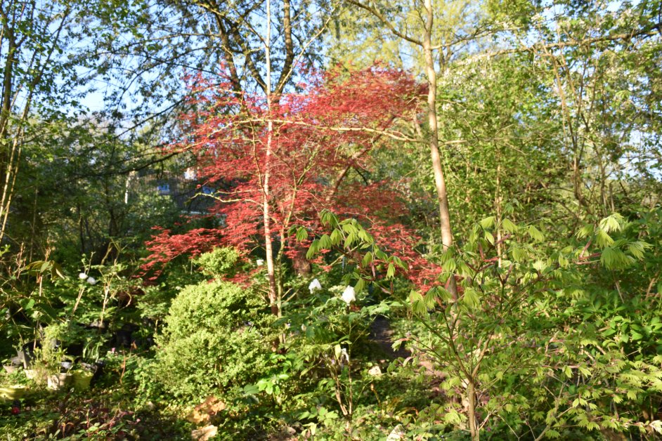 Feuilles rouges Acer palmatum automne balcon terrasse Paris region parisienne Versailles Grand Parc