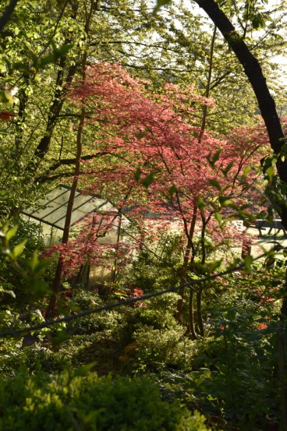 Acer palmatum jeunes feuilles printemps atelier jardinage Paris region parisienne erable japonais