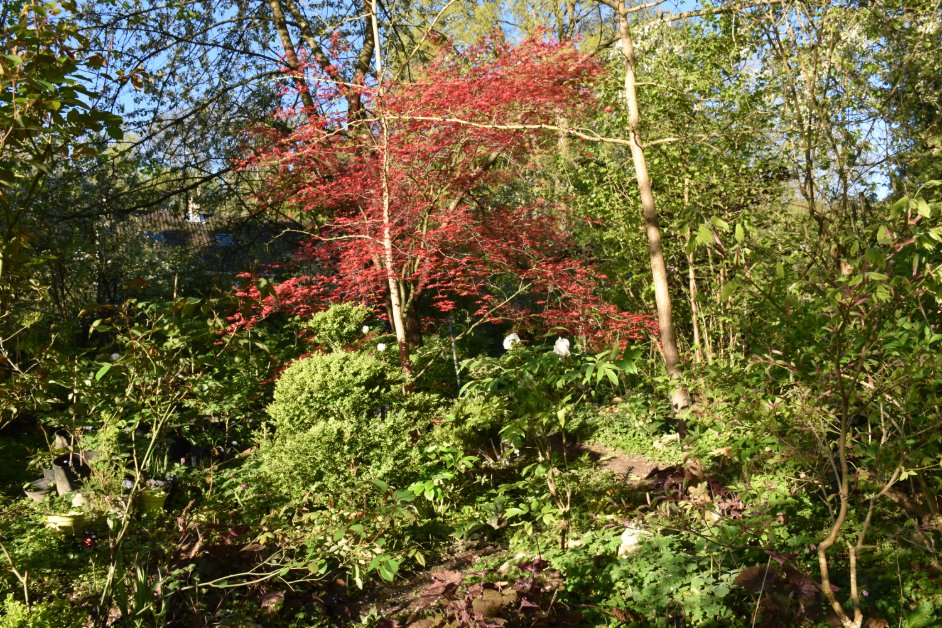 Acer palmatum rouge biodiversite RSE atelier jardinage terrasse Paris Ile-de-France Versailles