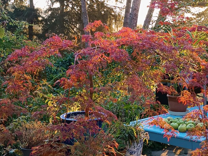 Varietes Acer palmatum conseil choix Paris region parisienne Versailles atelier Bouture.org