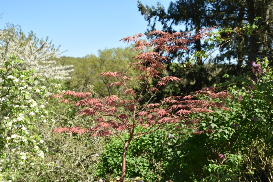 Acer palmatum esprit zen Grand Parc Versailles jardinage Paris balcon terrasse atelier bouture