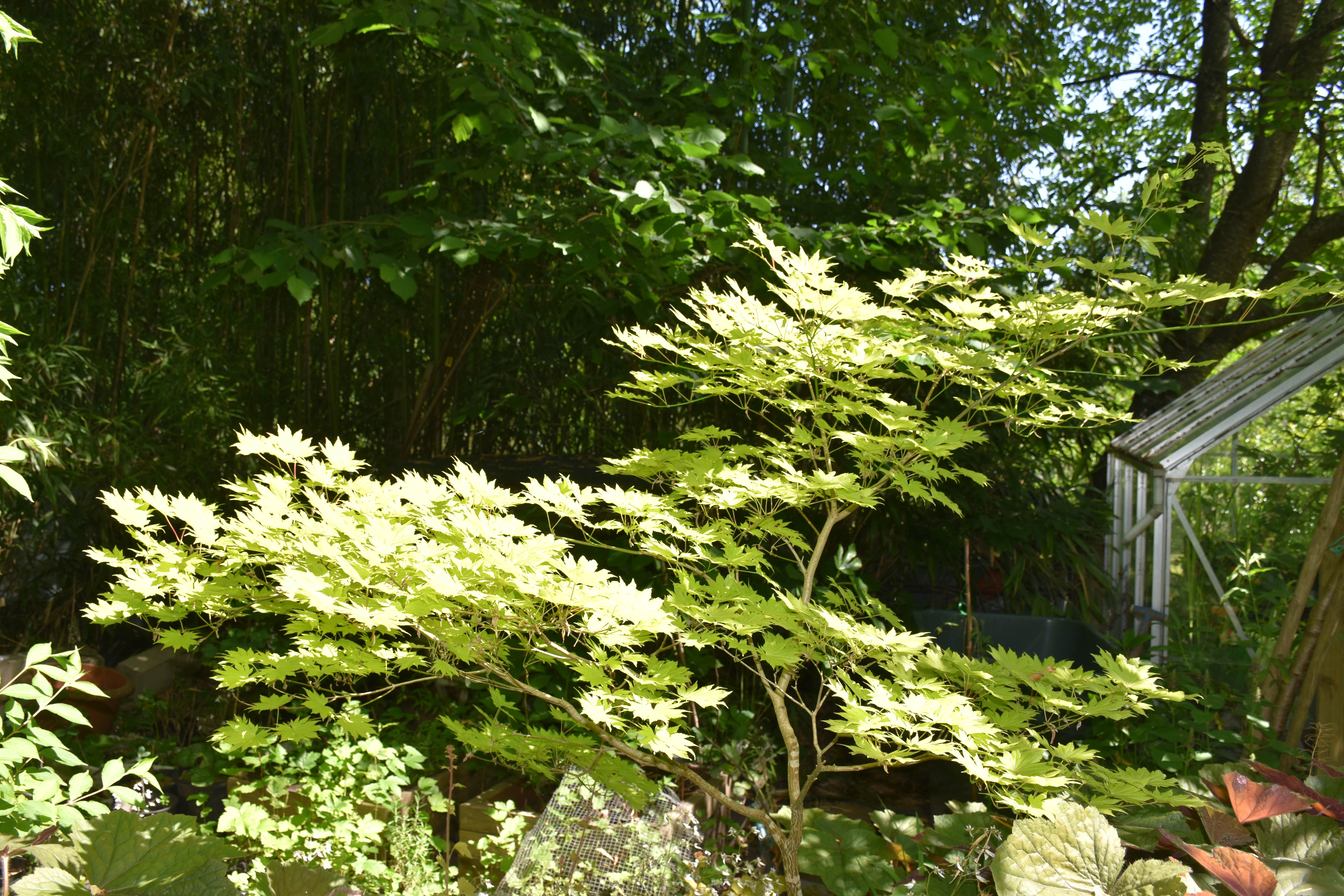 Acer shirasawanum Aureum printemps