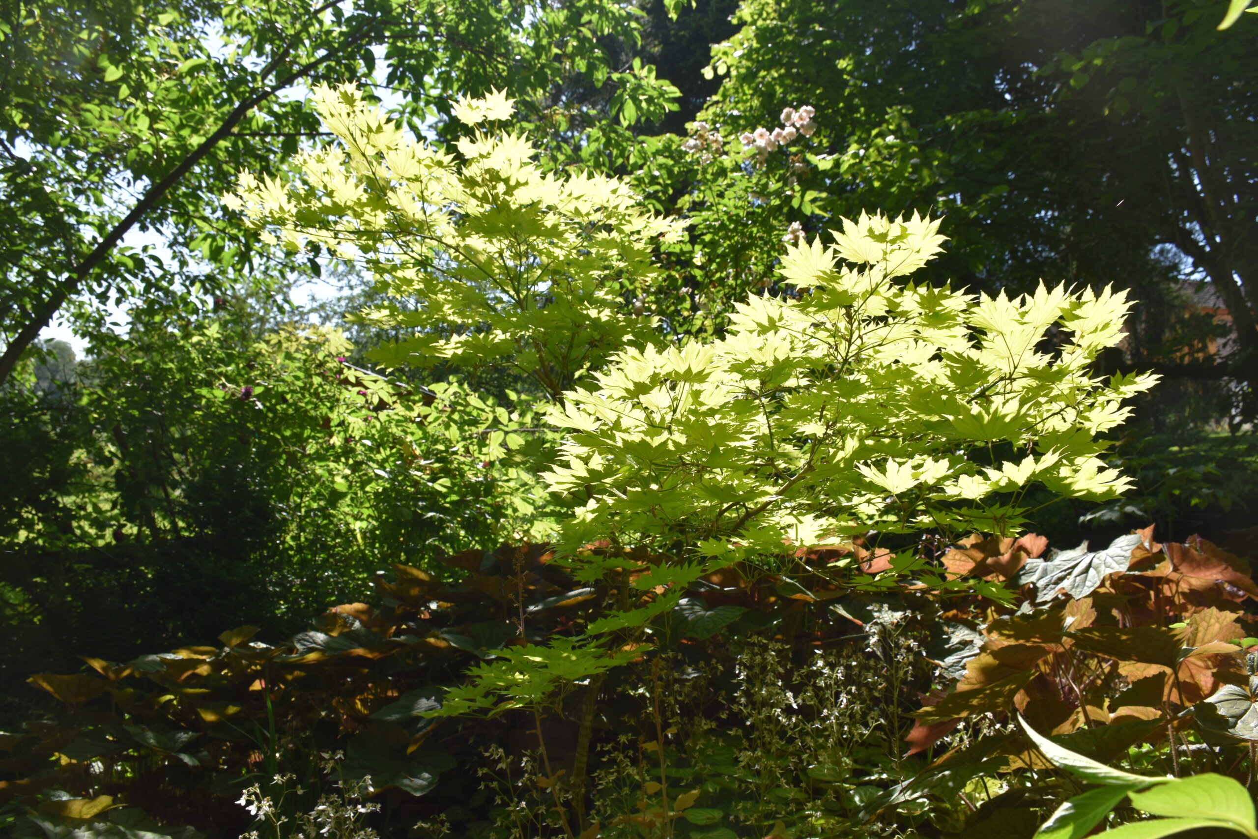 Acer shirasawanum Aureum gros plan