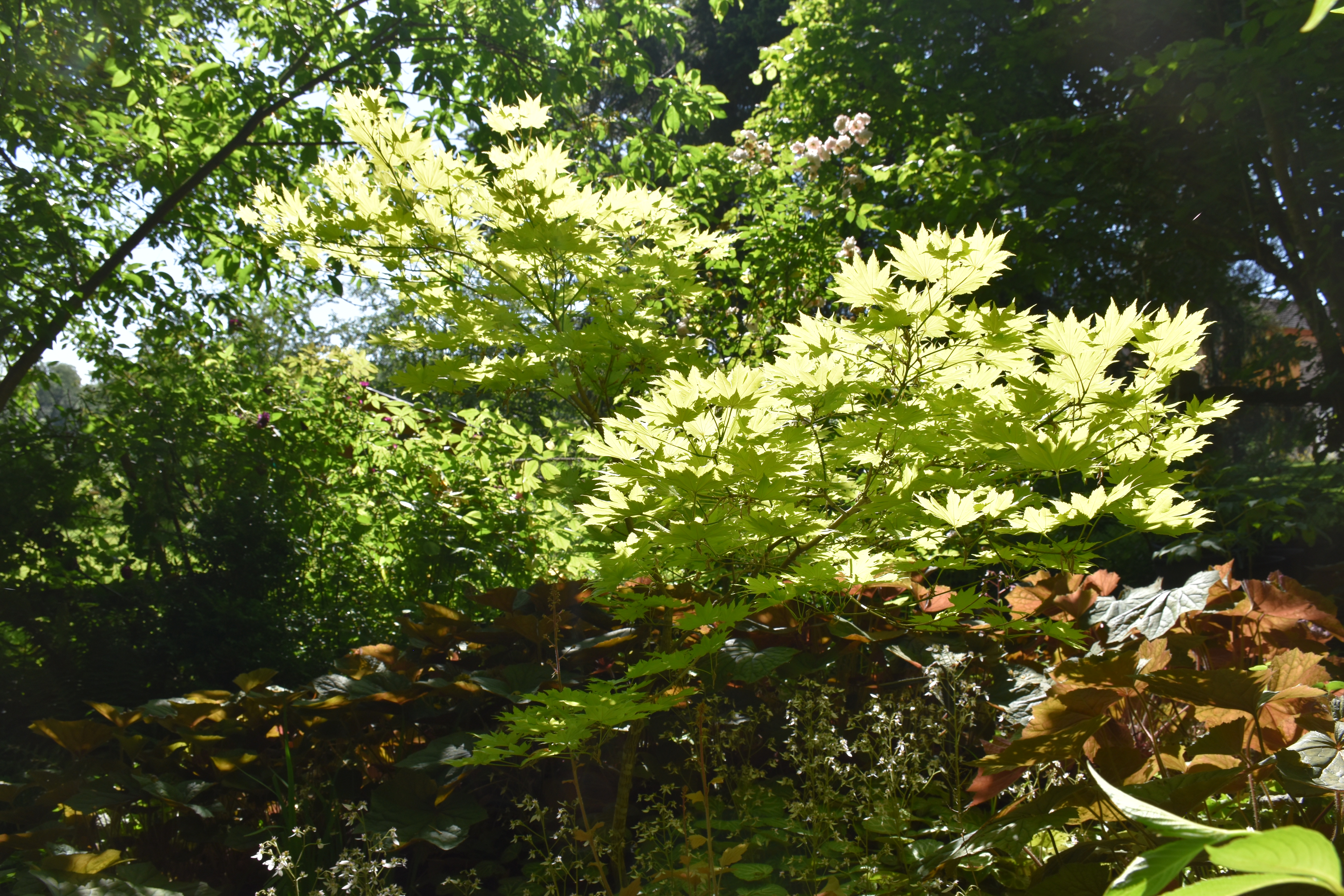 Acer shirasawanum Aureum