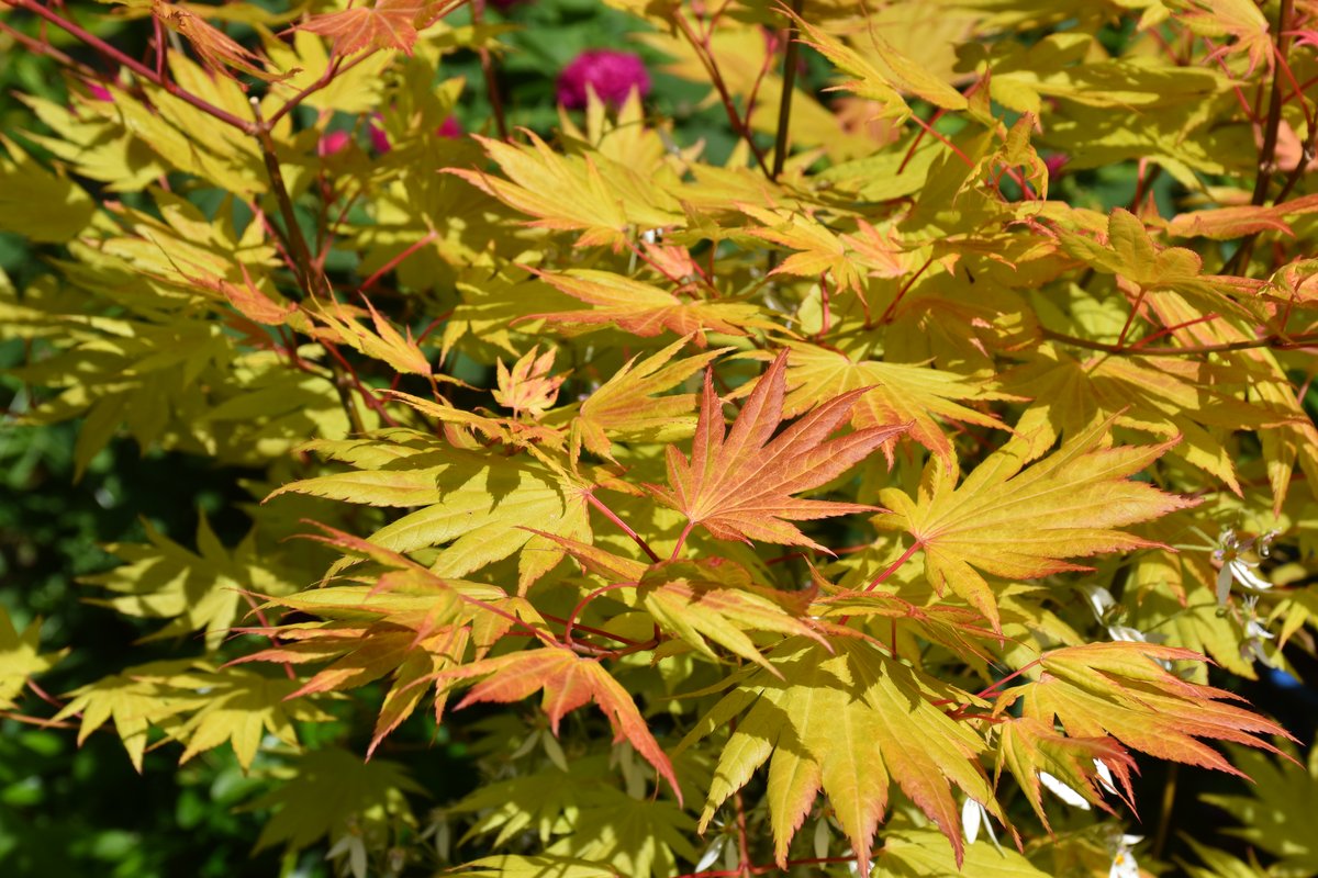 Acer shirasawanum Moon Rise gros plan