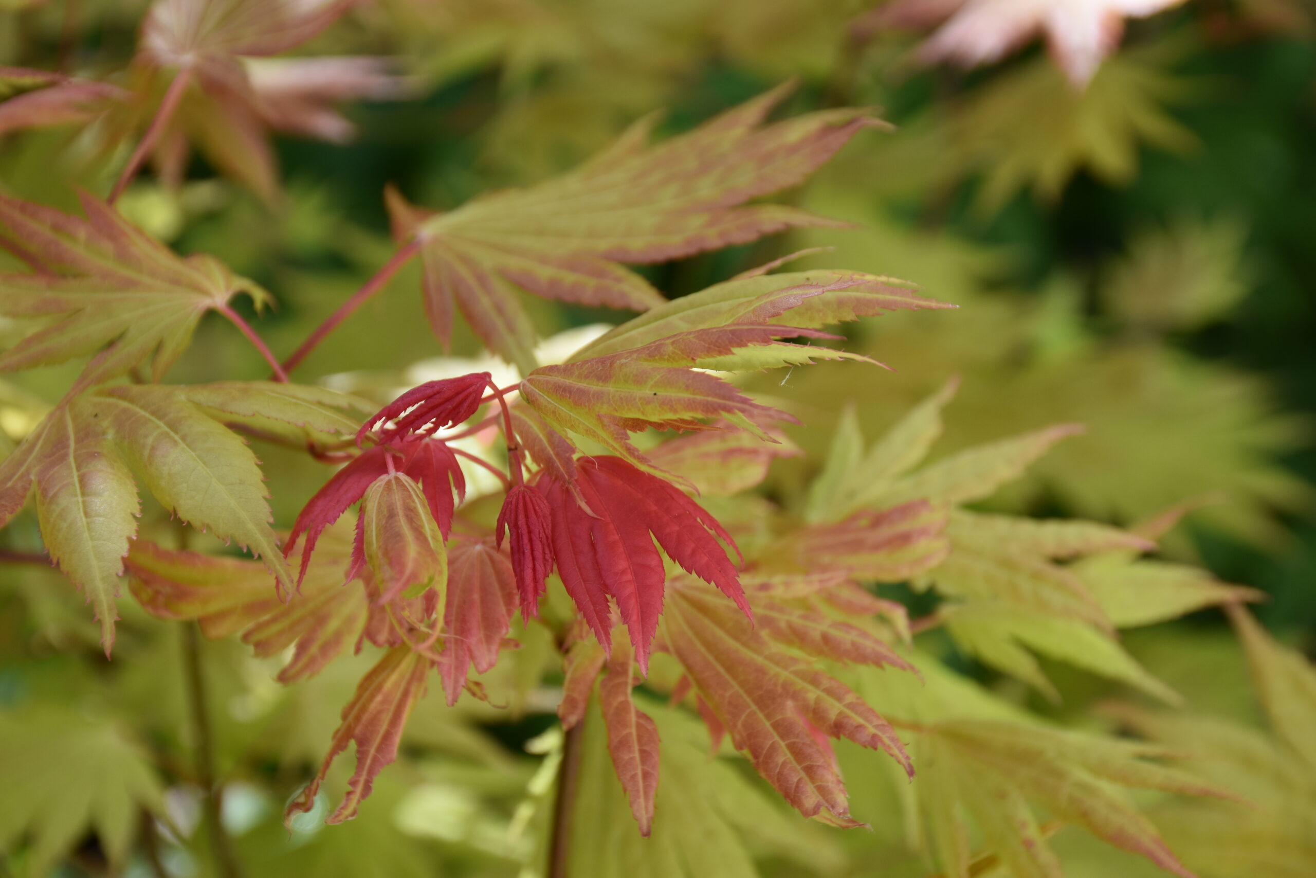 Acer shirasawanum jardin japonais