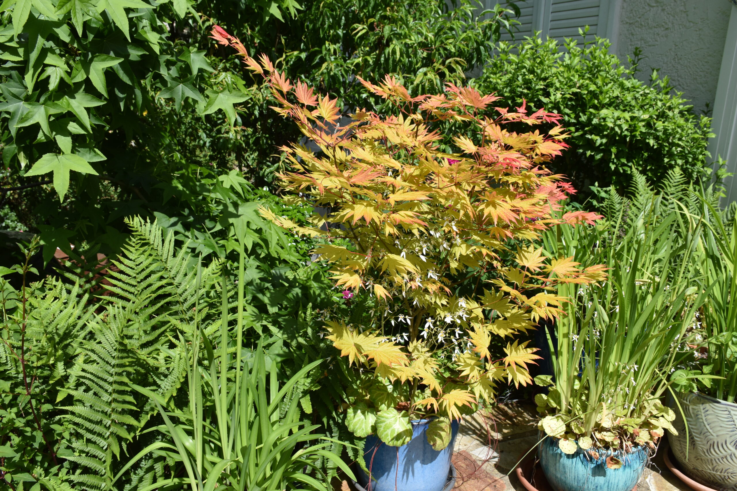 Acer shirasawanum au jardin Bouture.org