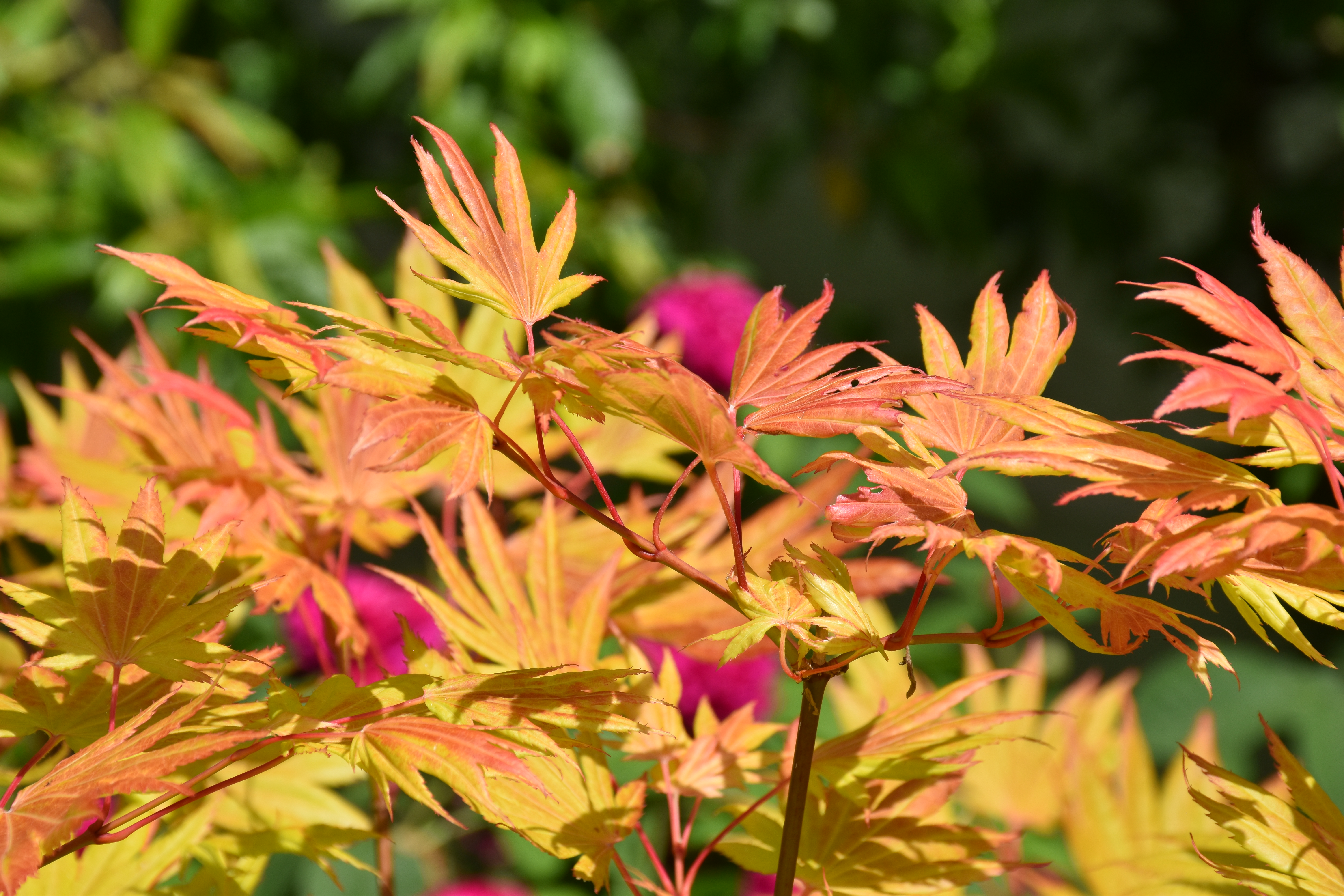 Acer shirasawanum feuillage circulaire
