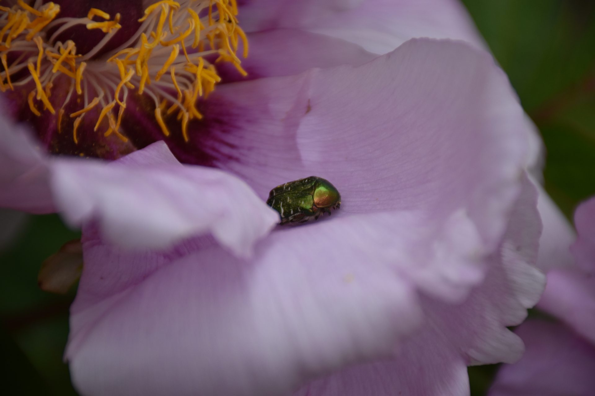Pivoine et coléoptère