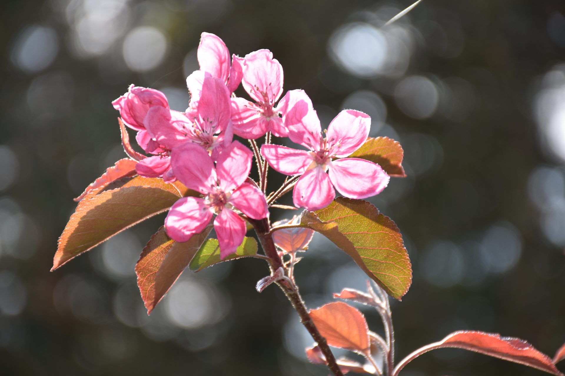 Pommier corail en fleur