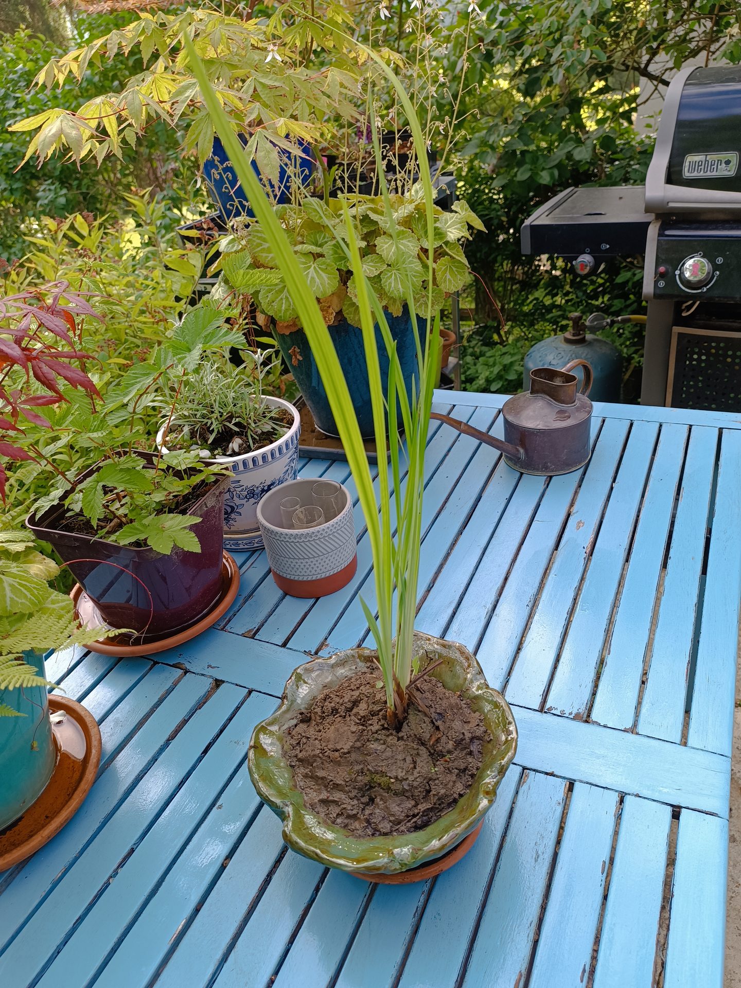 Iris ensata violet et blanc double – Jardin Bouture.org