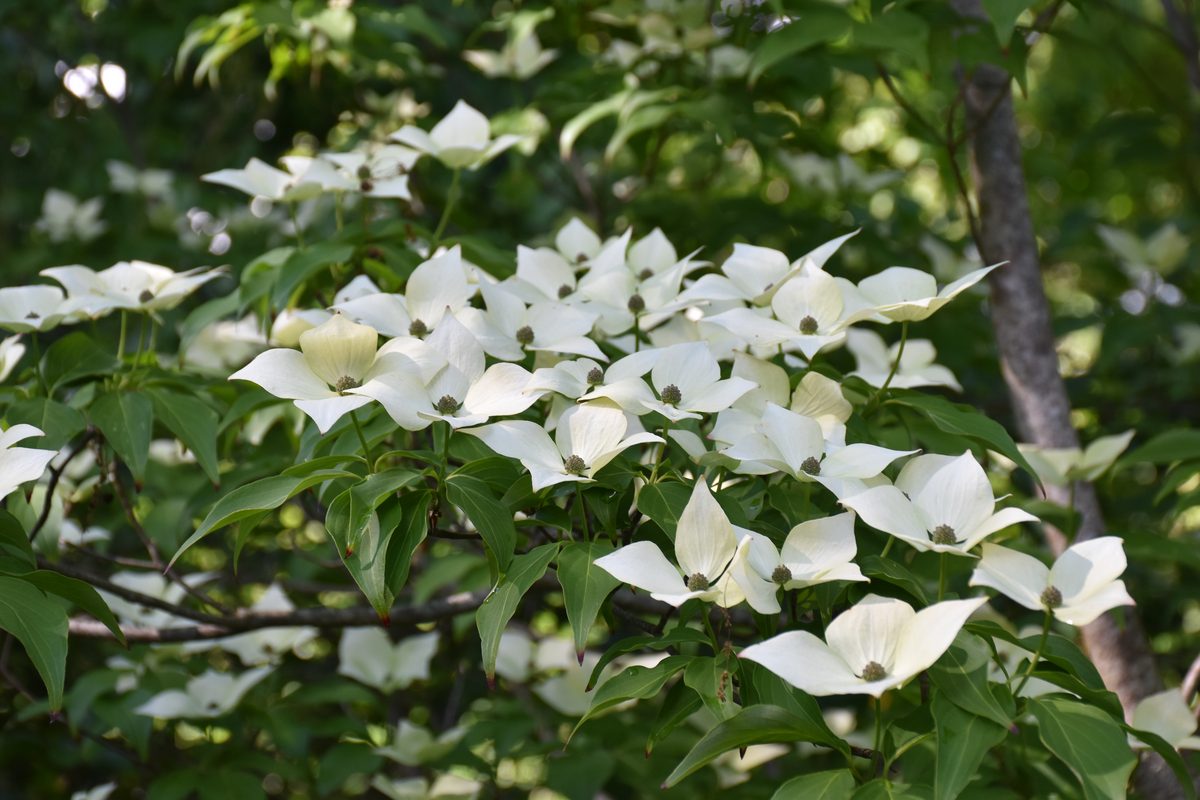 Cornus kousa en pleine floraison – arbre entier – jardin Bouture.org