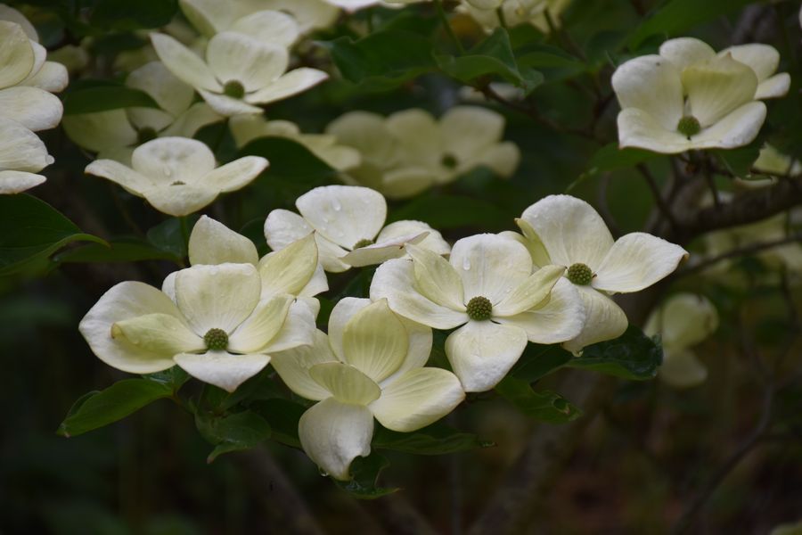 Bractées blanches Cornus kousa · Jardin Bouture.org