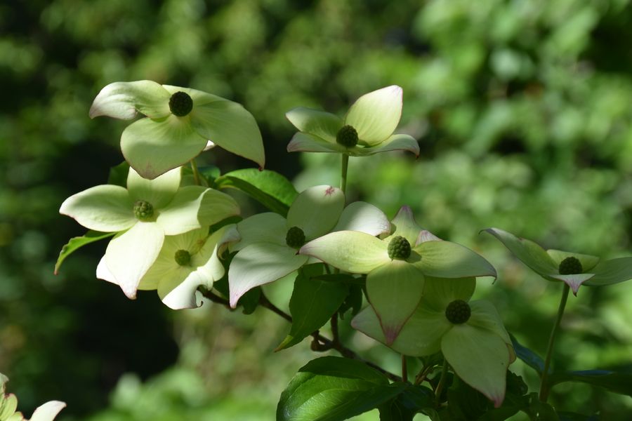 Bractées vert-crème Cornus kousa début de floraison – Bouture.org