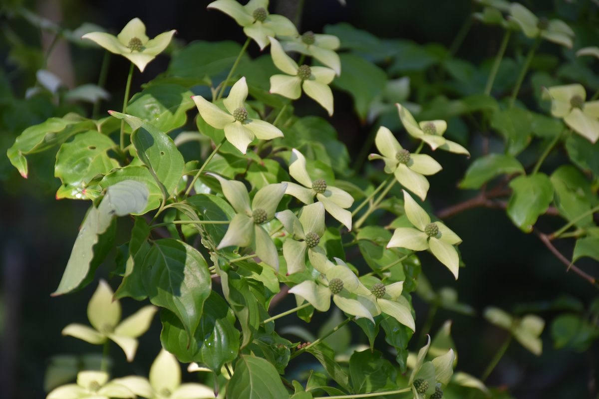 Cornus kousa – branches couvertes de bractées blanches – Bouture.org
