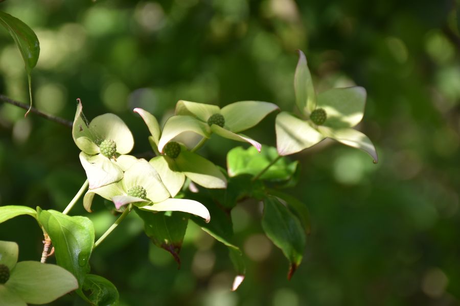 Deux fleurs Cornus kousa en plein soleil contre-jour – Bouture.org