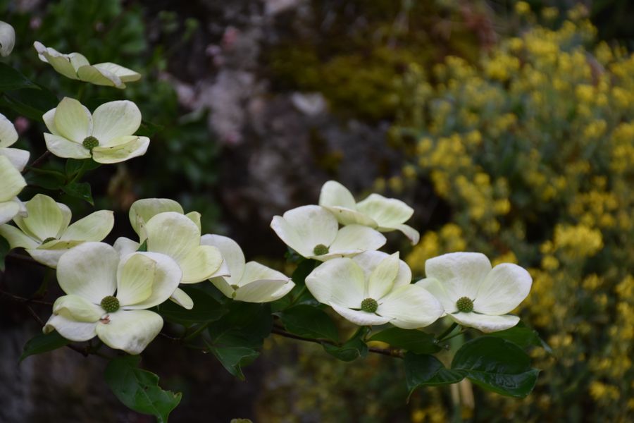 Gros plan bractées crème Cornus kousa – Bouture.org