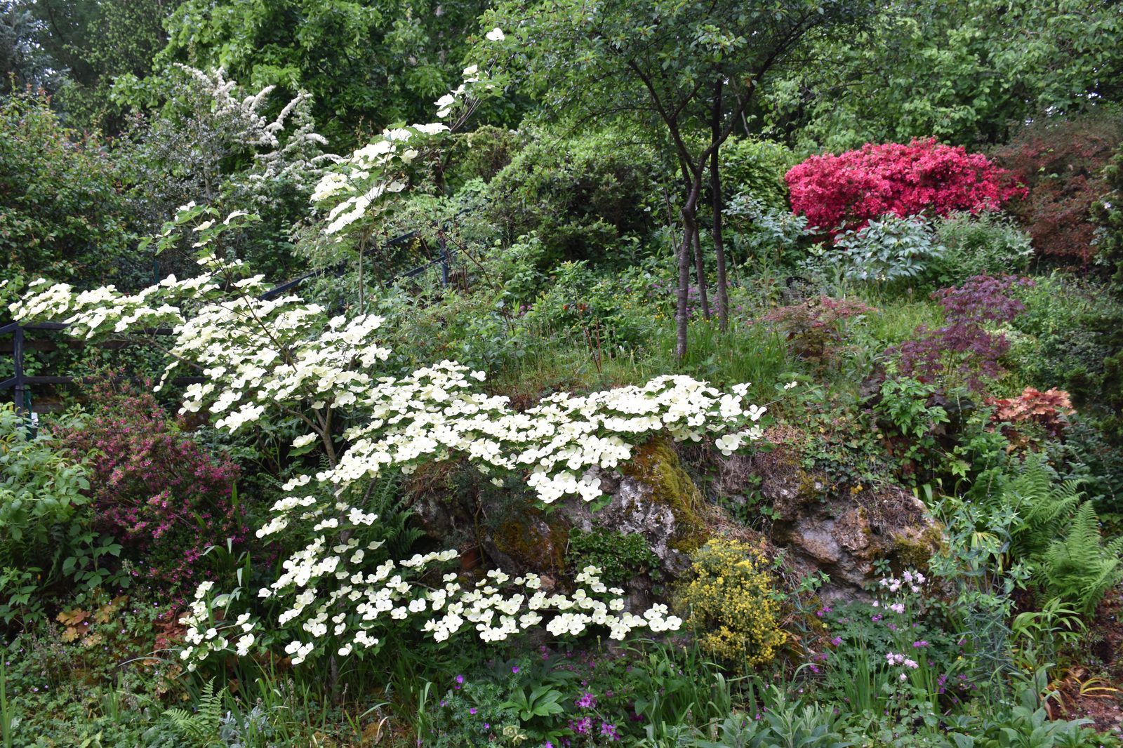 Vue générale jardin Bouture.org – Cornus kousa et biodiversité – Jouy-en-Josas