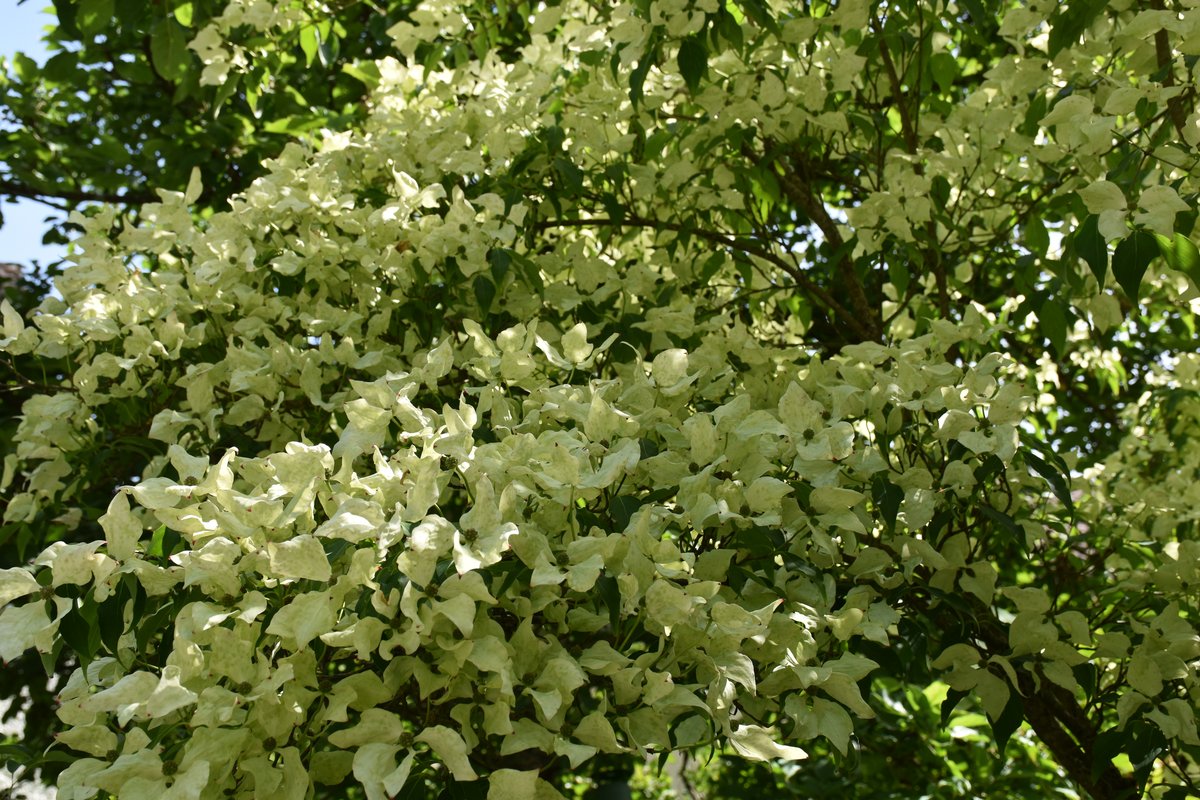 Cornus kousa – bractées blanc crème en pleine floraison – Mai 2026 – Bouture.org