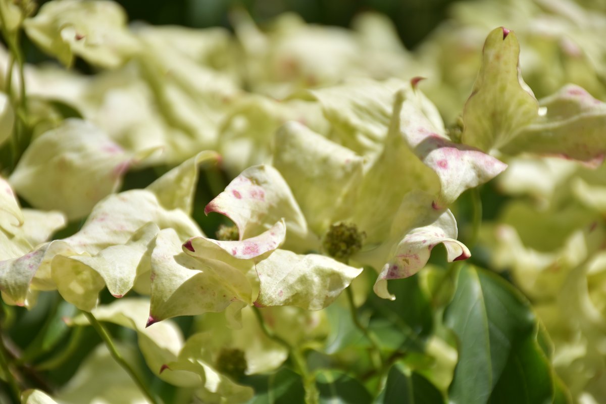 Cornus kousa – bractées blanc vert rose en détail – Mai 2026 – Bouture.org