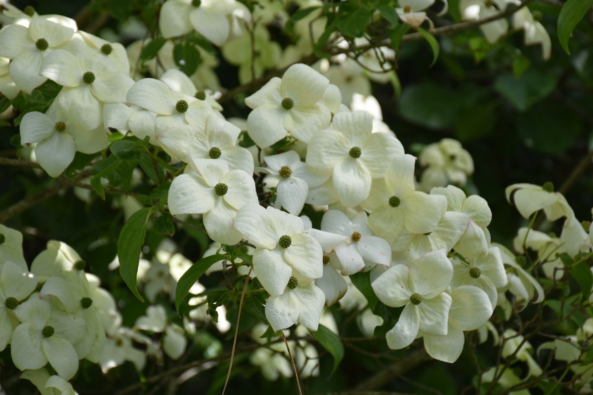 Cornus kousa – bractées blanches en gros plan – Mai 2026 – Bouture.org