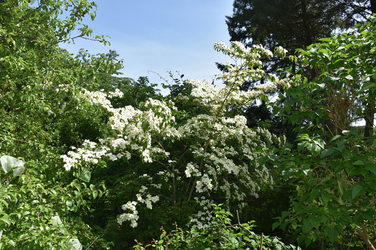 Cornus kousa – floraison blanche abondante dans le jardin – Mai 2026 – Bouture.org