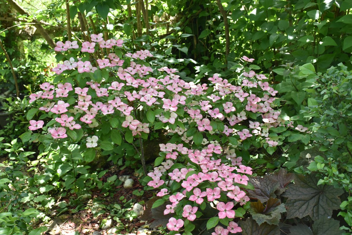 Cornus kousa Satomi – arbuste en floraison rose dans le jardin – Mai 2026 – Bouture.org